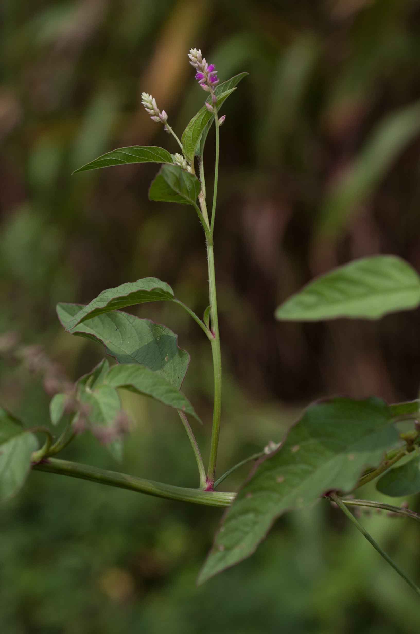 Digeria arvensis